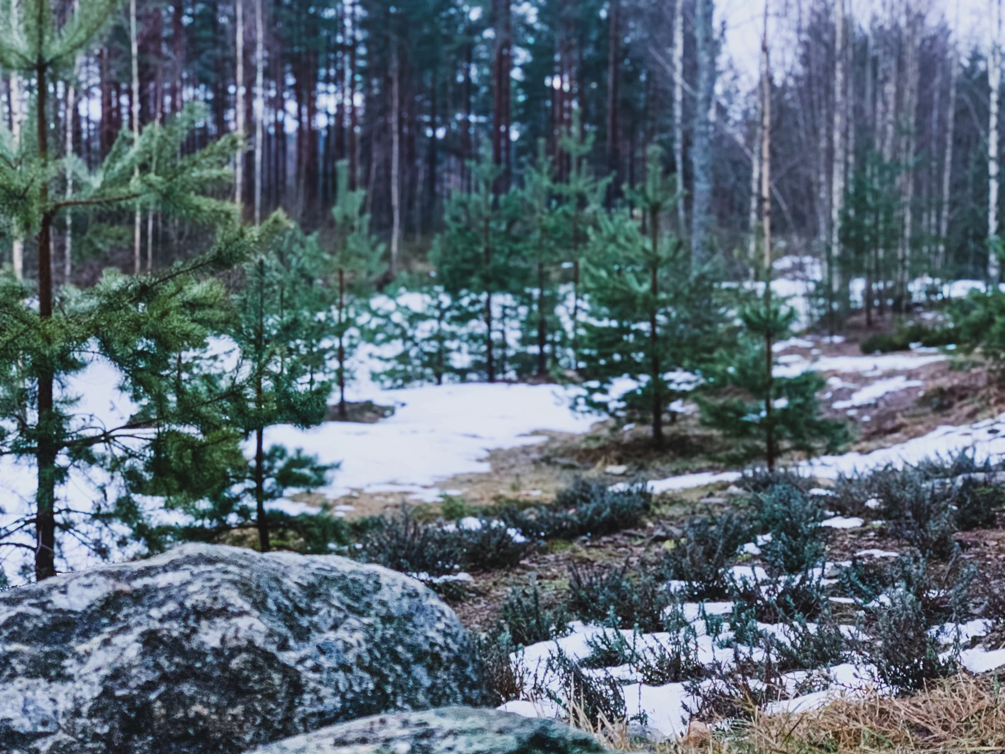 Tammikuun viimeinen päivä Mustikkarinteen pihalla